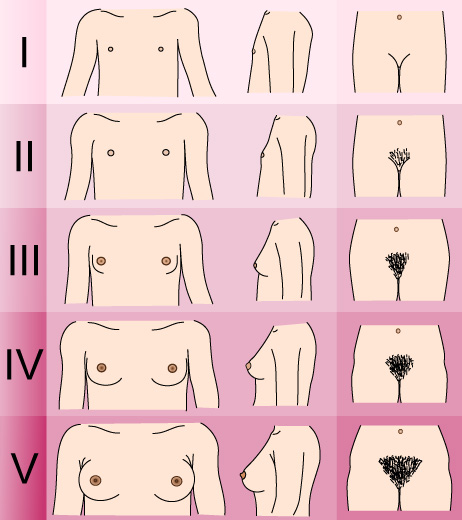 Tanner-Scale-Female