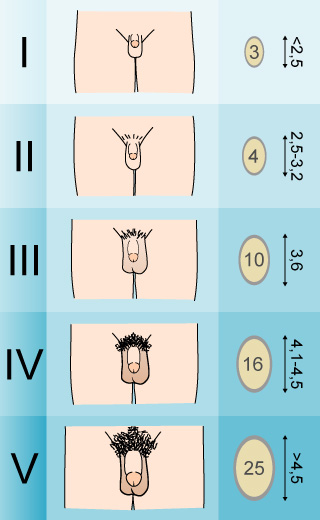 Tanner-Scale-Male