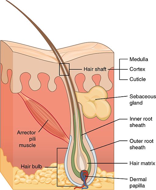 Picture of hair anatomy to better understand what is happening during laser and IPL treatment. 